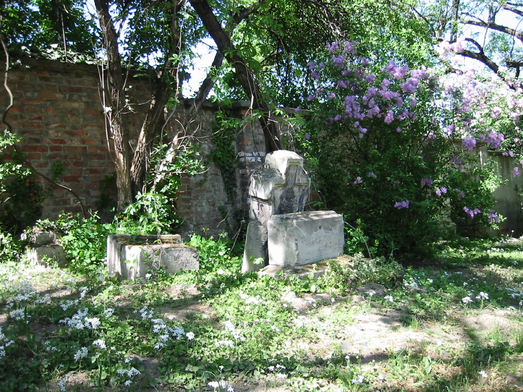 Lilac blooms at Friedhof St. Marx cemetery in May, Vienna — photo guide by Best Alex Shots